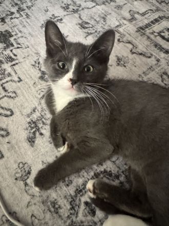 Grau-weißes Katzenmädchen, geboren am 27.03.2026, stubenrein – 150 €