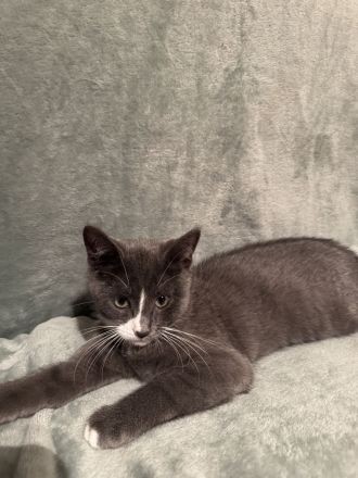 Grau-weißes Katzenmädchen, geboren am 27.03.2026, stubenrein – 150 €
