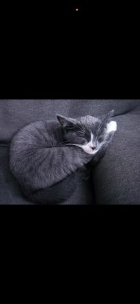 Grau-weißes Katzenmädchen, geboren am 27.03.2026, stubenrein – 150 €