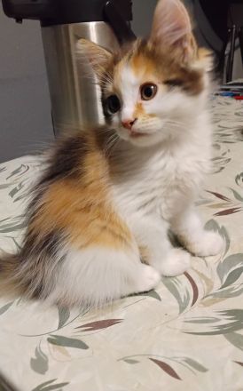 Langhaar-Kitten (weiblich) – geb. 21.05. – Nürnberg – 400 €