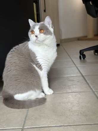 wunderschöne britisch Kurzhaar Katzen suchen neues Zuhause
