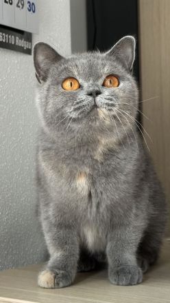 wunderschöne britisch Kurzhaar Katzen suchen neues Zuhause