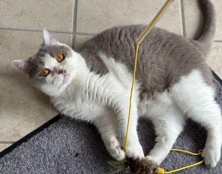 wunderschöne britisch Kurzhaar Katzen suchen neues Zuhause