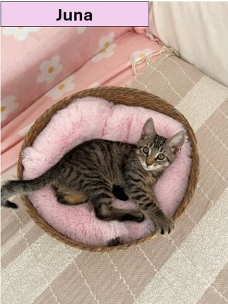 Unsere Katzenbabys suchen ein Für-Immer-Zuhause