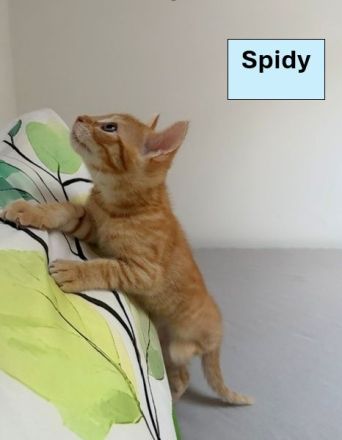 Unsere Katzenbabys suchen ein Für-Immer-Zuhause
