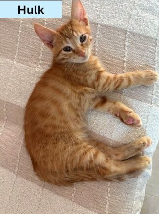 Unsere Katzenbabys suchen ein Für-Immer-Zuhause