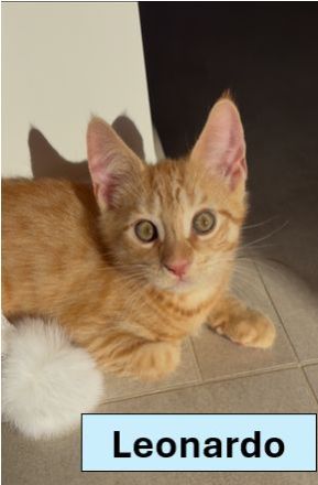 Unsere Katzenbabys suchen ein Für-Immer-Zuhause