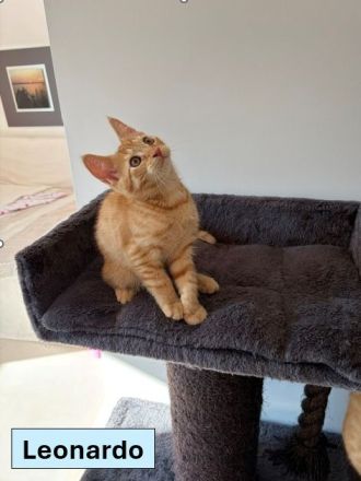 Unsere Katzenbabys suchen ein Für-Immer-Zuhause