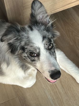 Border Collie Rüde „Blue“, 5 Monate alt