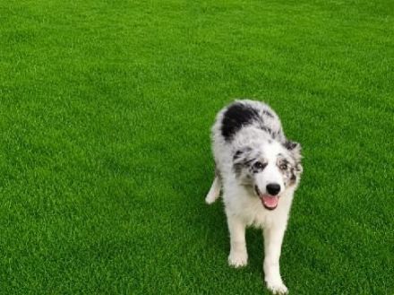 Border Collie Rüde „Blue“, 5 Monate alt
