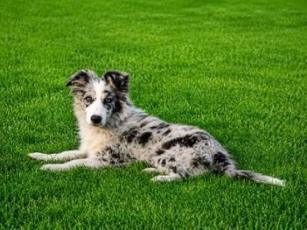 Border Collie Rüde „Blue“, 5 Monate alt