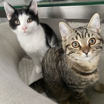 Zuckersüße BKH-Mix Kitten suchen ein liebevolles Zuhause!
