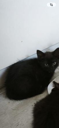Katzenbabies abzugeben sofort