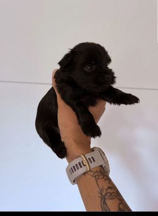 Yorkshire-Terrier-Welpen 1 Hündin und 1 Rüde noch frei zur Reservierung
