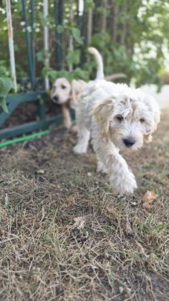 Labradoodle Welpen
