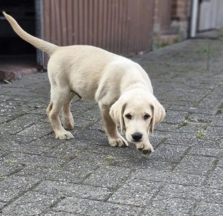 Labradoodle Welpen