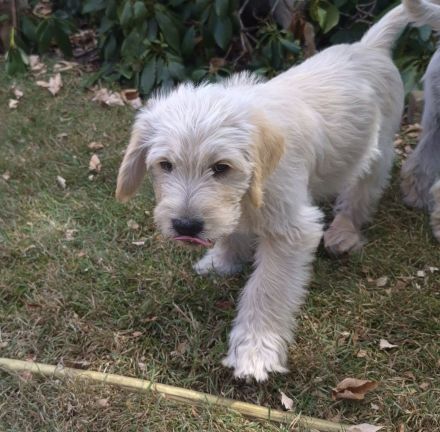 Labradoodle Welpen