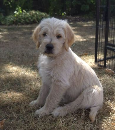 Labradoodle Welpen