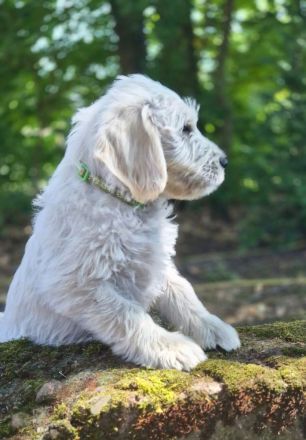 Labradoodle Welpen