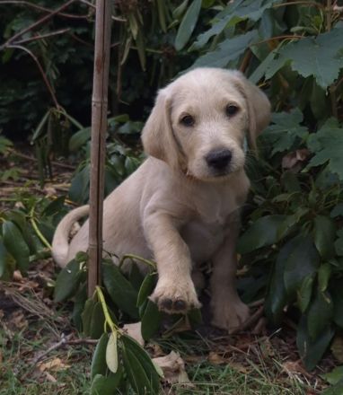 Labradoodle Welpen
