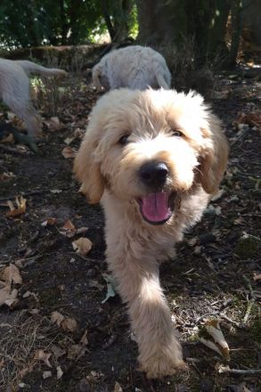 Labradoodle Welpen