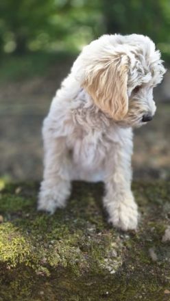 Labradoodle Welpen