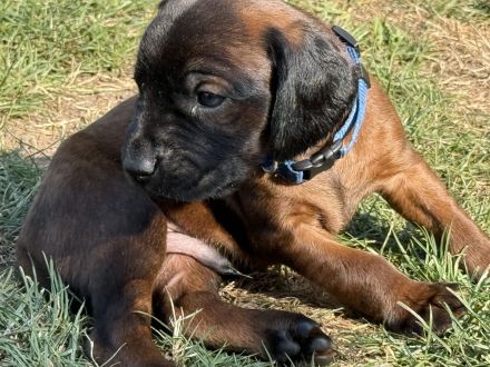 BGS Welpen Bayerische Gebirgsschweißhund Welpen mit Ahnentafel