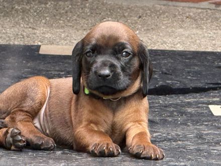 BGS Welpen Bayerische Gebirgsschweißhund Welpen mit Ahnentafel