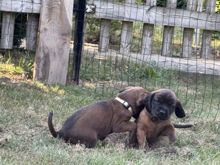 BGS Welpen Bayerische Gebirgsschweißhund Welpen mit Ahnentafel