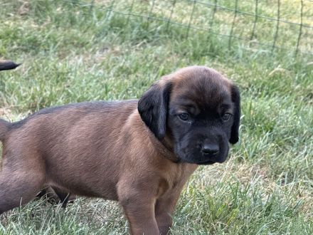 BGS Welpen Bayerische Gebirgsschweißhund Welpen mit Ahnentafel