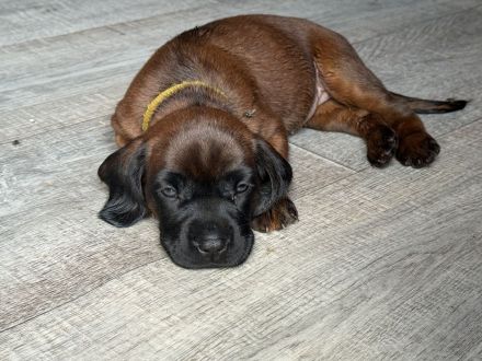 BGS Welpen Bayerische Gebirgsschweißhund Welpen mit Ahnentafel