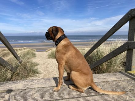 Boxer Welpen Wurfankündigung