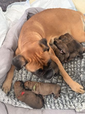 Boxer Welpen