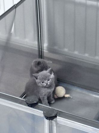 BKH Blue Kitten