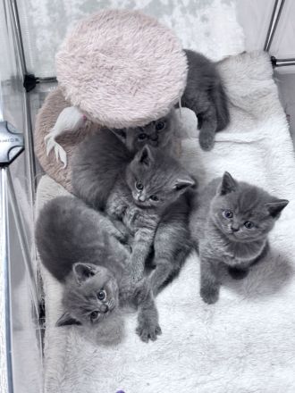 BKH Blue Kitten