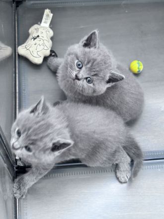 BKH Blue Kitten