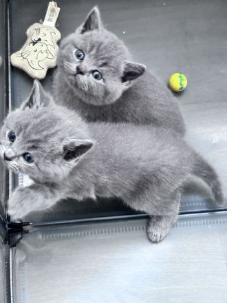 BKH Blue Kitten