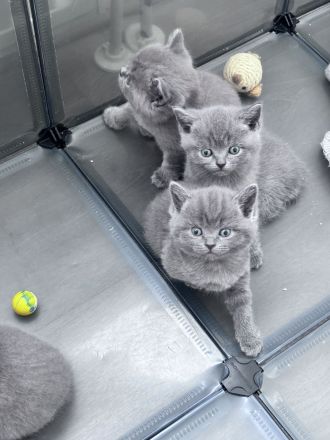 BKH Blue Kitten