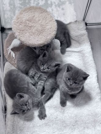 BKH Blue Kitten