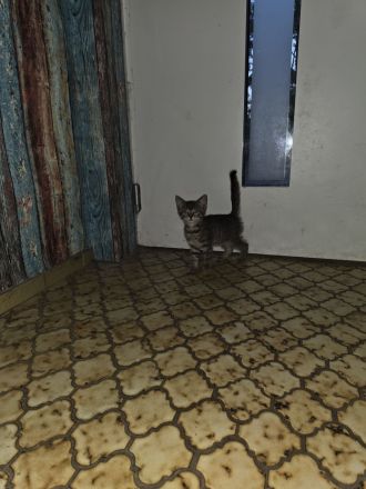 KITTEN ..14 Wochen alt suchen ein für immer zuhause