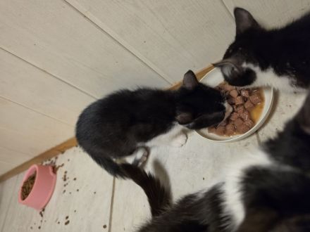 KITTEN ..14 Wochen alt suchen ein für immer zuhause