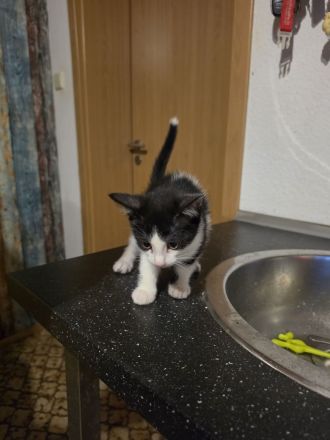 KITTEN ..14 Wochen alt suchen ein für immer zuhause