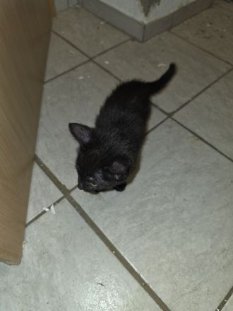 KITTEN ..14 Wochen alt suchen ein für immer zuhause