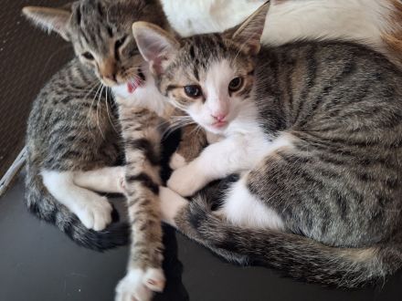 Cookie und Krümmel