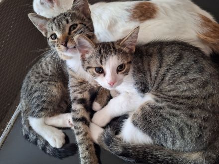Cookie und Krümmel