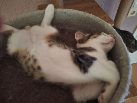 Cookie und Krümmel