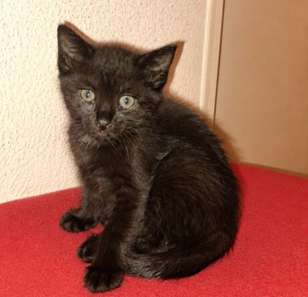 Kitten