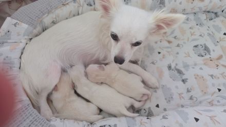 2 zauberhafte Chihuahua-Mädchen suchen ein liebevolles Zuhause auf Lebenszeit