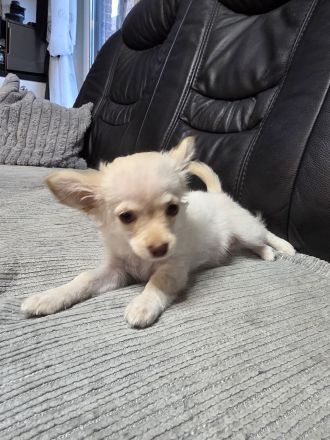 2 zauberhafte Chihuahua-Mädchen suchen ein liebevolles Zuhause auf Lebenszeit