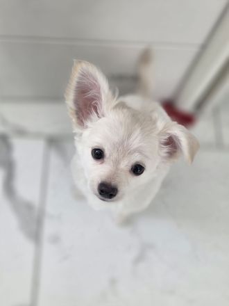 2 zauberhafte Chihuahua-Mädchen suchen ein liebevolles Zuhause auf Lebenszeit
